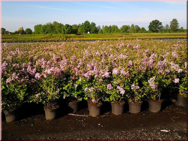 Callicarpa bodinieri 'Profusion'