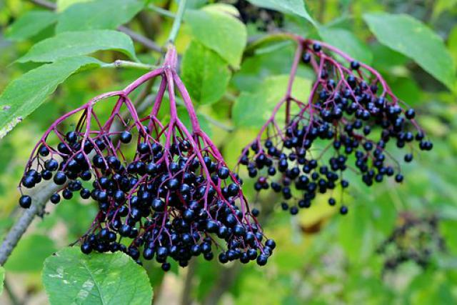 Sambucus nigra