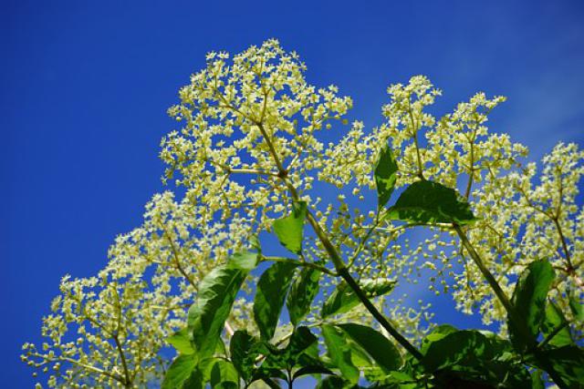 Sambucus nigra