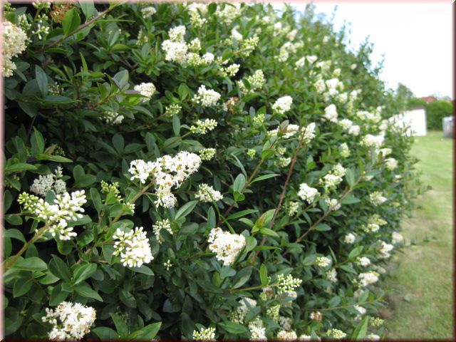 Ligustrum vulgare 'Atrovirens'