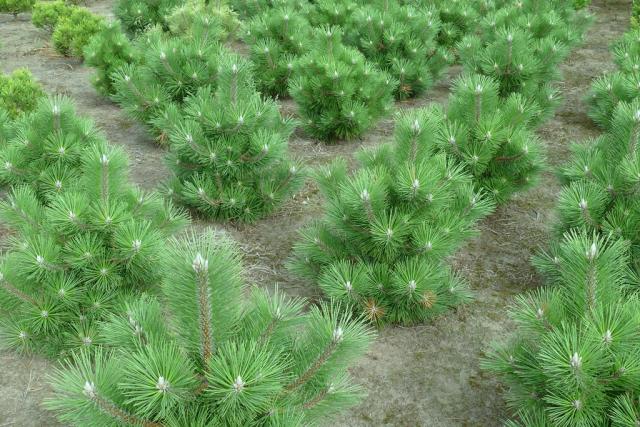 Pinus nigra ssp. nigra