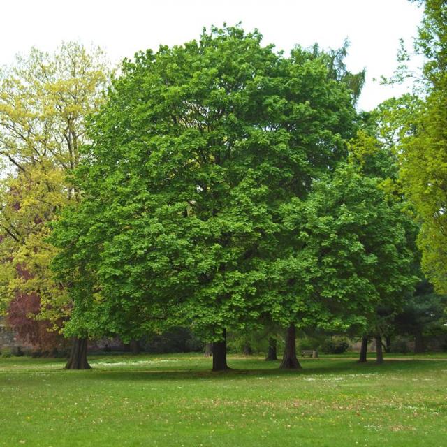 Acer platanoides