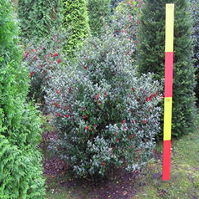 Ilex meserveae 'Blue Angel' ®