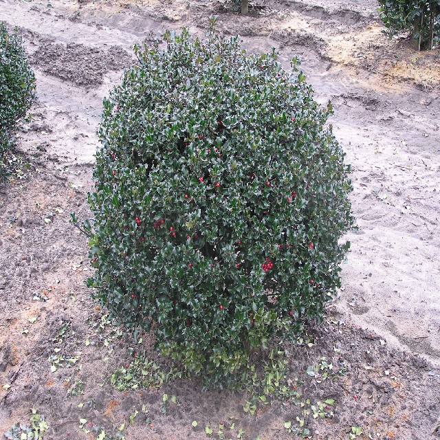 Ilex meserveae 'Blue Angel' ®