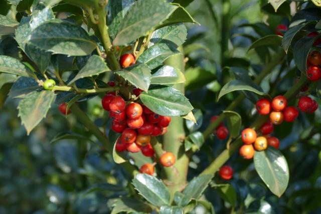 Ilex meserveae 'Heckenfee'-S-