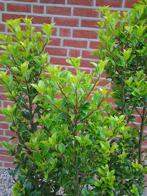 Ilex meserveae 'Heckenstar' ®