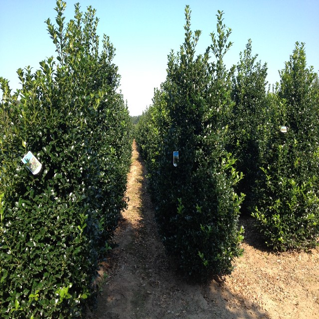 Ilex meserveae 'Heckenstar' ®