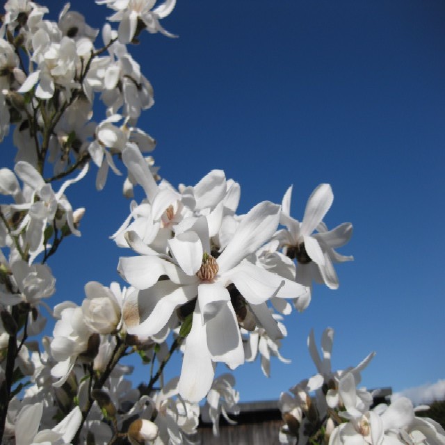 Magnolia stellata