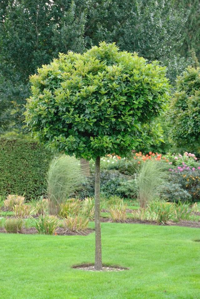 Quercus palustris Green Dwarf