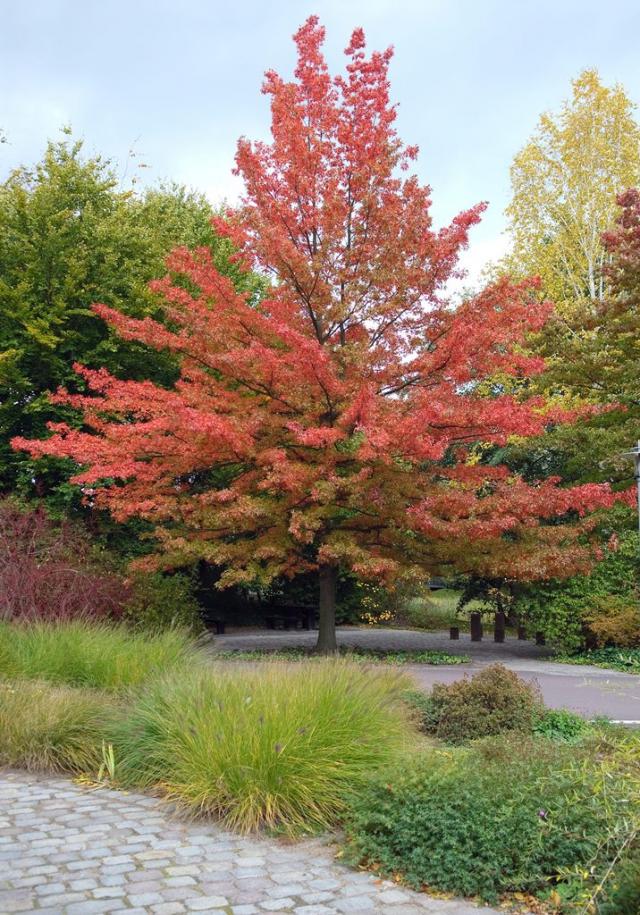 Quercus palustris