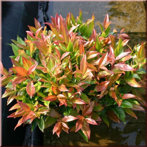 Leucothoe axillaris 'Scarletta'  ®