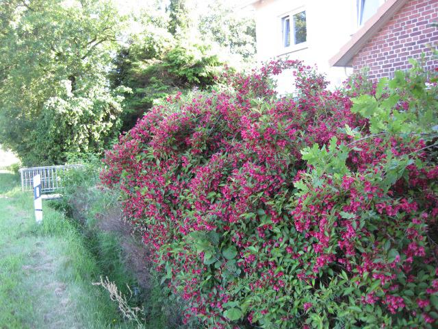 Weigela 'Bristol Ruby'