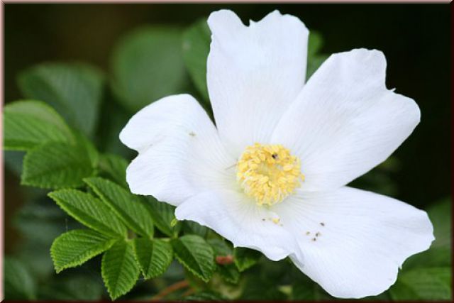 Rosa rugosa 'Alba'