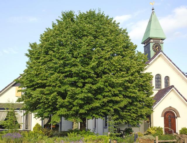 Tilia cordata