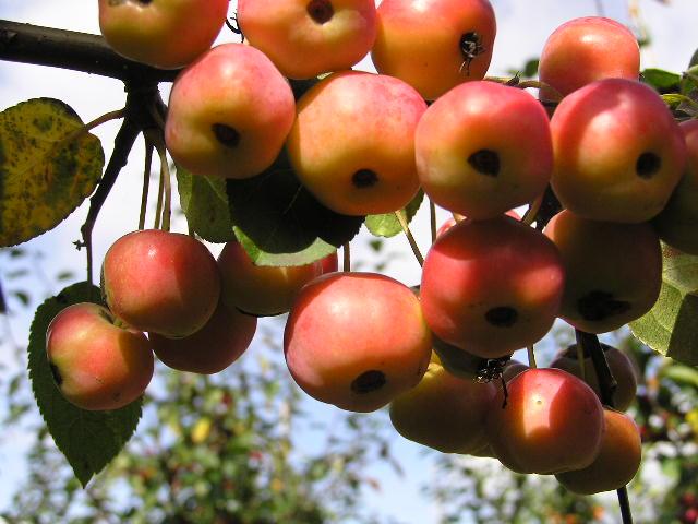 Malus 'Evereste' ® CAC