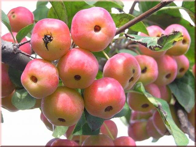 Malus 'Evereste' ® CAC